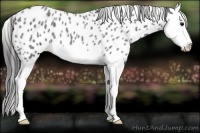 Horse Color:Blue Roan Splash Appaloosa