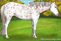 Horse Color:Bay Roan Splash Appaloosa Rabicano 
