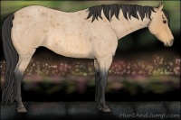 Horse Color:Buckskin Roan 