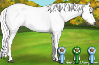 Horse Color:Gray Buckskin Tobiano Appaloosa 