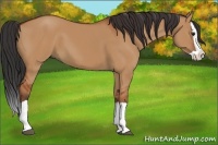 Horse Color:Bay Dun Splash