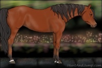 Horse Color:Bay Sabino Rabicano 