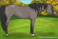 Horse Color:Grullo 