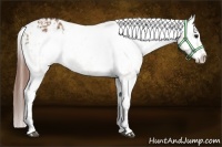 Horse Color:Brown Dun Varnish  and Brown Dun Varnish 