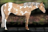 Horse Color:White Spotted Silver Amber Champagne Rabicano 