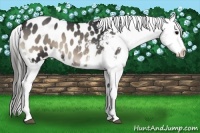Horse Color:Blue Onyx Sabino Appaloosa 