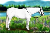 Horse Color:Chestnut Appaloosa