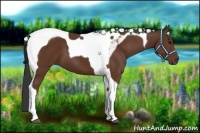 Horse Color:Bay Tobiano