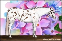 Horse Color:Chestnut Appaloosa