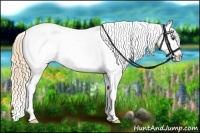 Horse Color:Chestnut Appaloosa