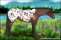 Horse Color:Bay Appaloosa