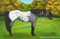 Horse Color:Blue Roan Appaloosa 