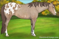 Horse Color:Sable Champagne Sabino Blanket 