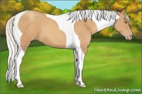 Horse Color:Silver Amber Champagne Tobiano