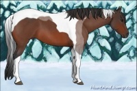 Horse Color:Bay Roan Tobiano