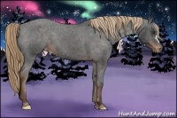 Horse Color:Liver Chestnut Appaloosa 