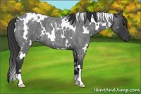 Horse Color:White Spotted Blue Roan 