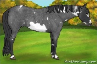 Horse Color:White Spotted Blue Roan Frame 