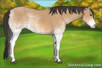 Horse Color:White Spotted Buckskin