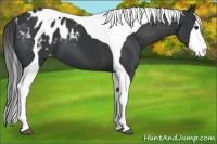 Horse Color:Black Tobiano Blanket