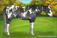 Horse Color:White Spotted Black Sabino Splash Appaloosa 