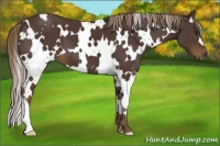 Horse Color:White Spotted Liver Chestnut