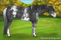 Horse Color:White Spotted Black