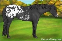 Horse Color:Black Appaloosa 