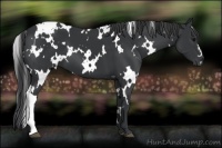 Horse Color:White Spotted Black