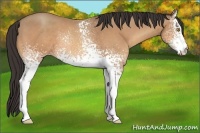 Horse Color:White Spotted Amber Champagne 