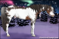 Horse Color:White Spotted Liver Chestnut Sabino Frame