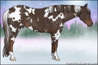 Horse Color:White Spotted Liver Chestnut 