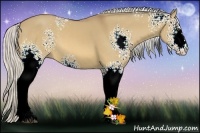 Horse Color:White Spotted Silver Buckskin Dun Sabino 