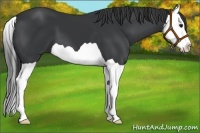 Horse Color:Black Splash