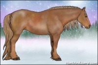 Horse Color:Chestnut Sabino Rabicano
