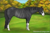 Horse Color:Black Sabino Rabicano 