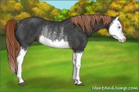 Horse Color:Liver Chestnut Splash Rabicano