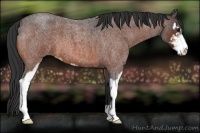Horse Color:Bay Roan Sabino 
