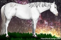 Horse Color:Liver Chestnut Appaloosa 
