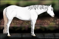 Horse Color:Smoky Grullo Roan Appaloosa 