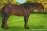 Horse Color:Liver Chestnut Sabino 