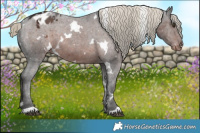 Horse Color:White Spotted Liver Chestnut Appaloosa 