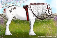 Horse Color:White Spotted Liver Chestnut Appaloosa 