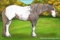 Horse Color:Liver Chestnut Sabino Appaloosa
