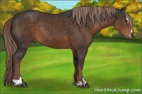 Horse Color:Liver Chestnut Sabino Rabicano 