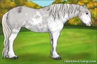Horse Color:Silver Black Sabino Appaloosa 
