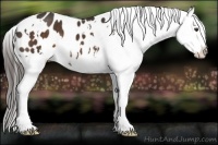 Horse Color:White Spotted Liver Chestnut Appaloosa 