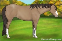Horse Color:Classic Champagne 