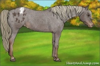 Horse Color:Liver Chestnut Appaloosa