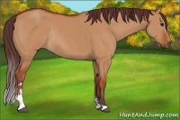 Horse Color:Chocolate Bay Dun Sabino Rabicano 